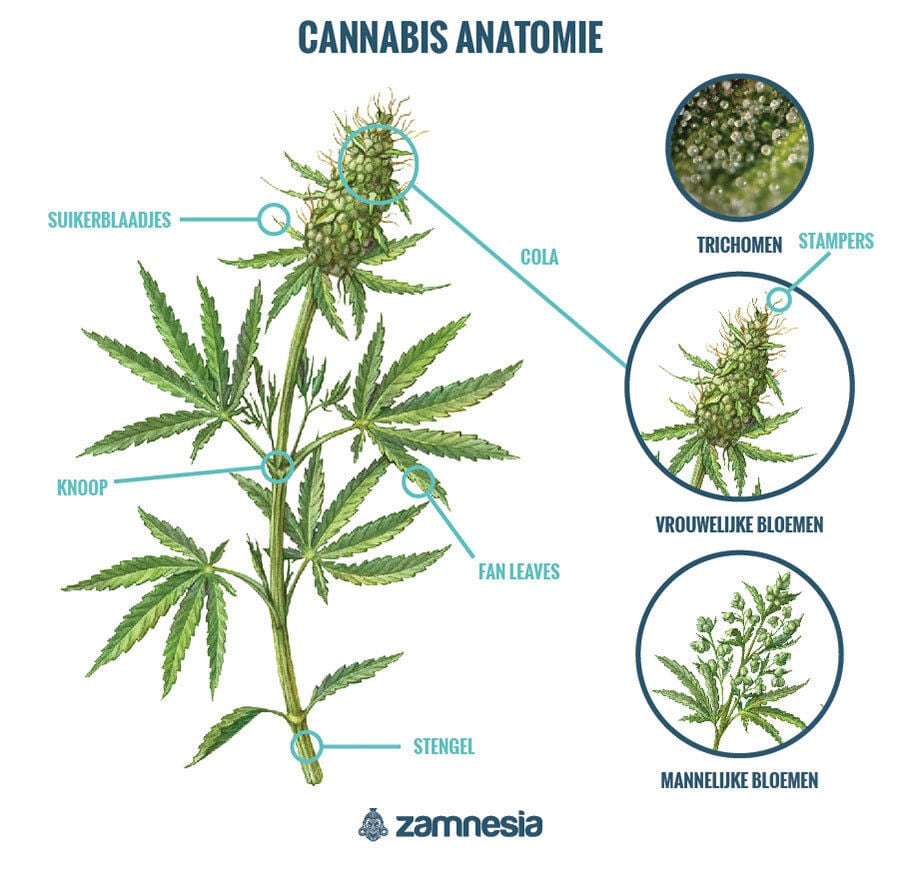 Cannabis-Anatomie: Leer De Cannabisplant Kennen - Zamnesia